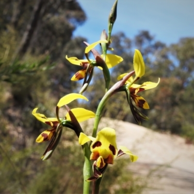 Diuris sulphurea (Tiger Orchid) at Paddys River, ACT - 2 Nov 2021 by JohnBundock