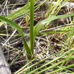 Diuris sulphurea at Paddys River, ACT - suppressed