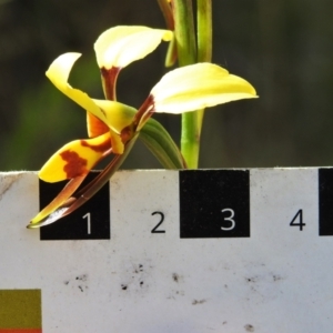 Diuris sulphurea at Paddys River, ACT - suppressed