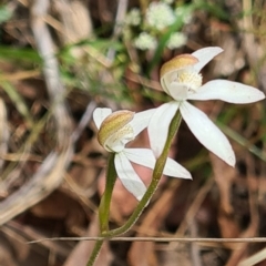 Caladenia moschata (Musky Caps) at Black Mountain - 31 Oct 2021 by galah681