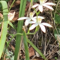 Caladenia moschata (Musky Caps) at Black Mountain - 1 Nov 2021 by galah681