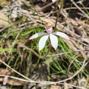 Caladenia moschata at Acton, ACT - 1 Nov 2021