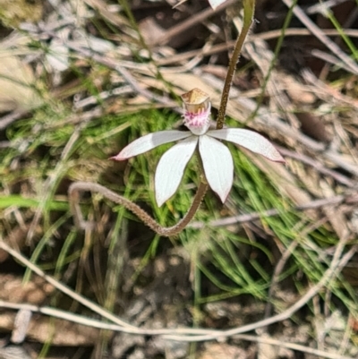 Caladenia moschata (Musky Caps) at Black Mountain - 1 Nov 2021 by galah681