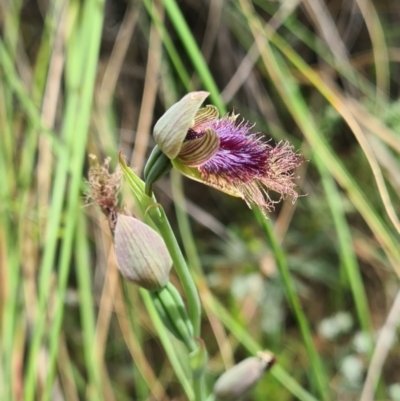 Calochilus platychilus (Purple Beard Orchid) at Black Mountain - 1 Nov 2021 by galah681
