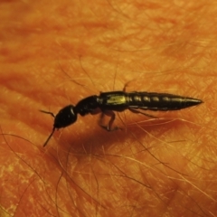 Staphylinidae (family) (Rove beetle) at Conder, ACT - 22 Oct 2021 by MichaelBedingfield