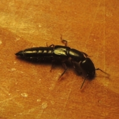 Staphylinidae (family) at Conder, ACT - 22 Oct 2021