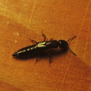 Staphylinidae (family) at Conder, ACT - 22 Oct 2021