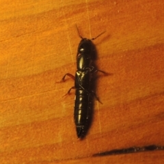 Staphylinidae (family) at Conder, ACT - 22 Oct 2021