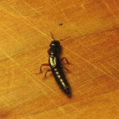 Staphylinidae (family) at Conder, ACT - 22 Oct 2021