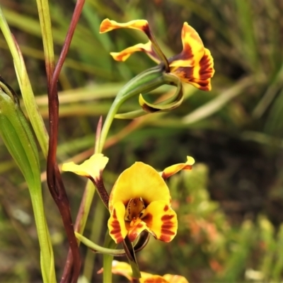 Diuris semilunulata (Late Leopard Orchid) at Birrigai - 3 Nov 2021 by JohnBundock