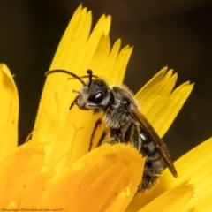 Lasioglossum (Chilalictus) lanarium (Halictid bee) at Acton, ACT - 31 Oct 2021 by Roger