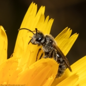 Lasioglossum (Chilalictus) lanarium at Acton, ACT - 1 Nov 2021