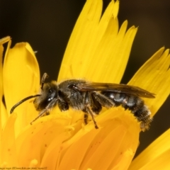 Lasioglossum (Chilalictus) lanarium at Acton, ACT - 1 Nov 2021