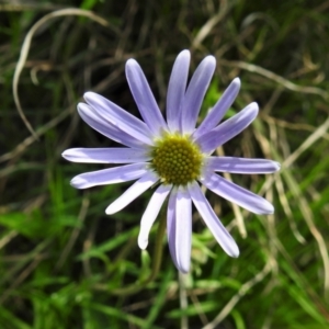 Calotis scabiosifolia var. integrifolia at Paddys River, ACT - 3 Nov 2021