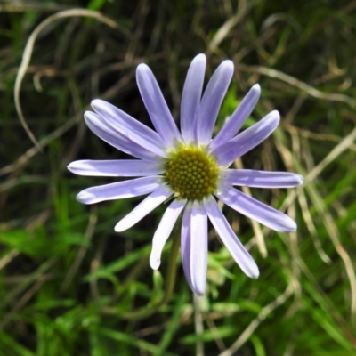 Calotis scabiosifolia var. integrifolia (Rough Burr-daisy) at Gibraltar Pines - 3 Nov 2021 by JohnBundock