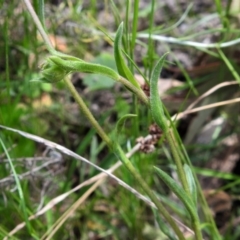 Calotis scabiosifolia var. integrifolia at Paddys River, ACT - 3 Nov 2021