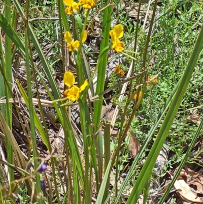 Diuris semilunulata (Late Leopard Orchid) at Black Mountain - 1 Nov 2021 by galah681