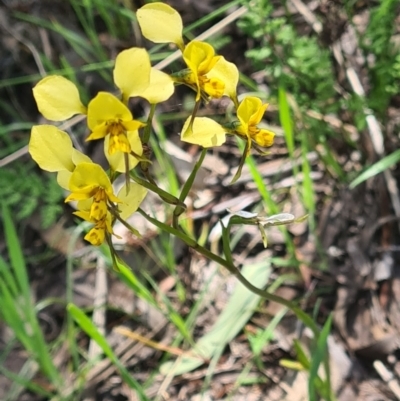 Diuris nigromontana (Black Mountain Leopard Orchid) at Black Mountain - 1 Nov 2021 by galah681