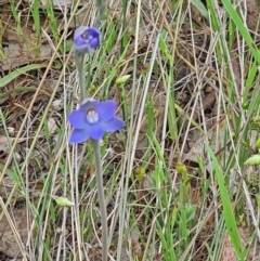 Thelymitra sp. (A Sun Orchid) at Molonglo Valley, ACT - 2 Nov 2021 by galah681