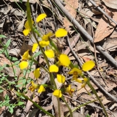 Diuris nigromontana (Black Mountain Leopard Orchid) at Molonglo Valley, ACT - 2 Nov 2021 by galah681