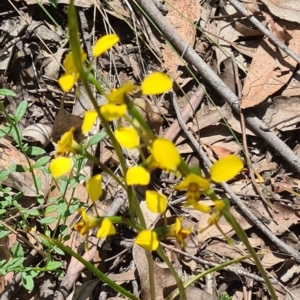 Diuris nigromontana at Molonglo Valley, ACT - 2 Nov 2021