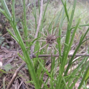 Eryngium ovinum at Theodore, ACT - 11 Oct 2021 04:56 PM