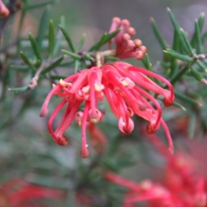 Grevillea juniperina subsp. villosa at Mongarlowe, NSW - 3 Nov 2021