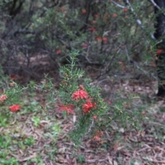 Grevillea juniperina subsp. villosa at Mongarlowe, NSW - 3 Nov 2021