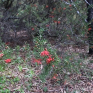 Grevillea juniperina subsp. villosa at Mongarlowe, NSW - suppressed