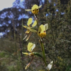 Diuris sulphurea (Tiger orchid) at Paddys River, ACT - 2 Nov 2021 by JohnBundock