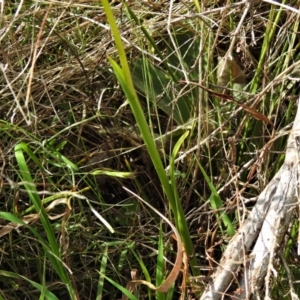 Diuris sulphurea at Paddys River, ACT - 3 Nov 2021