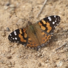Vanessa kershawi (Australian Painted Lady) at Hawker, ACT - 30 Oct 2021 by AlisonMilton