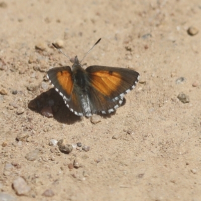 Lucia limbaria (Chequered Copper) at The Pinnacle - 30 Oct 2021 by AlisonMilton