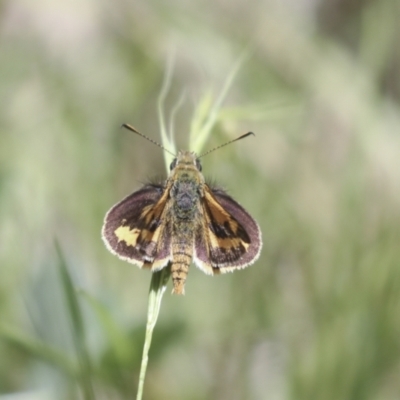 Ocybadistes walkeri (Green Grass-dart) at The Pinnacle - 30 Oct 2021 by AlisonMilton