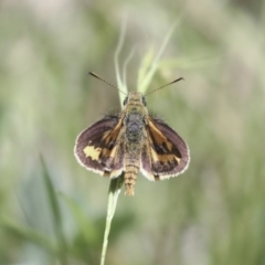 Ocybadistes walkeri at Hawker, ACT - 30 Oct 2021