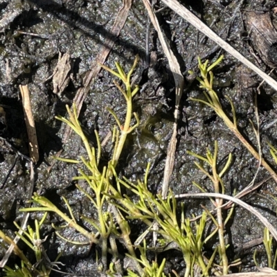 Myriophyllum lophatum/pedunculatum (A Millfoil) at Tennent, ACT - 1 Nov 2021 by JaneR