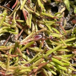 Myriophyllum lophatum/pedunculatum at suppressed - 1 Nov 2021