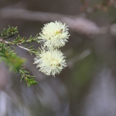 Melaleuca parvistaminea (Small-flowered Honey-myrtle) at Mongarlowe, NSW - 2 Nov 2021 by LisaH