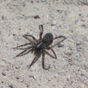 Lycosidae (family) at Hawker, ACT - 30 Oct 2021 01:00 PM