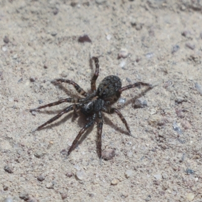 Lycosidae (family) (Wolf spider) at Hawker, ACT - 30 Oct 2021 by AlisonMilton