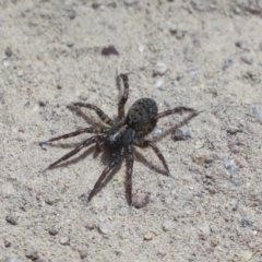 Unidentified Other hunting spider at Hawker, ACT - 30 Oct 2021 by AlisonMilton