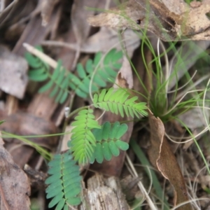 Acacia sp. at Mongarlowe, NSW - 3 Nov 2021