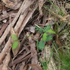 Acacia sp. at Mongarlowe, NSW - 3 Nov 2021