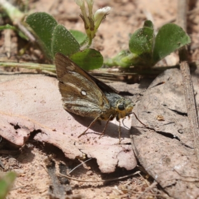 Trapezites luteus (Yellow Ochre, Rare White-spot Skipper) at Hawker, ACT - 30 Oct 2021 by AlisonMilton