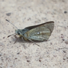 Trapezites luteus at Hawker, ACT - 30 Oct 2021 12:44 PM