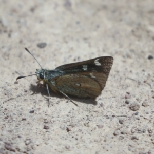 Trapezites luteus at Hawker, ACT - 30 Oct 2021 12:44 PM