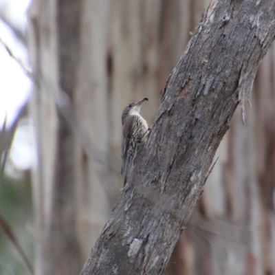 Cormobates leucophaea (White-throated Treecreeper) at Mongarlowe River - 3 Nov 2021 by LisaH