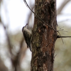 Cormobates leucophaea at Mongarlowe, NSW - 3 Nov 2021