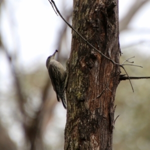 Cormobates leucophaea at Mongarlowe, NSW - 3 Nov 2021