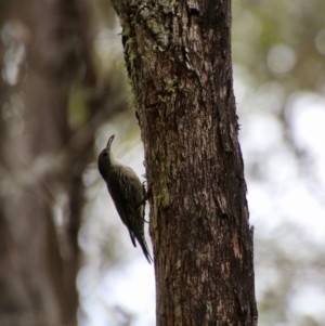 Cormobates leucophaea at Mongarlowe, NSW - 3 Nov 2021